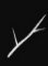 Logo for Twig