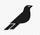 Logo for Blackfinch