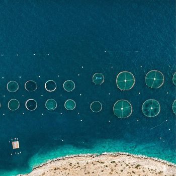 An image depicting Aquaculture Tech - Sector Report