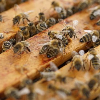 An image depicting Insect Farming Tech - Sector Report