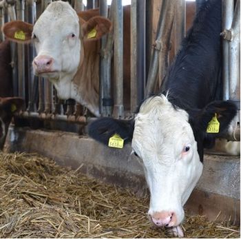 An image depicting Livestock Tech - Sector Report