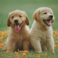 Image for Pet Tech