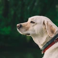 Image for Pet Care Products